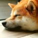 Dogecoin Recap: From Dormant Accounts To Helping Animal Shelters In Chicago
