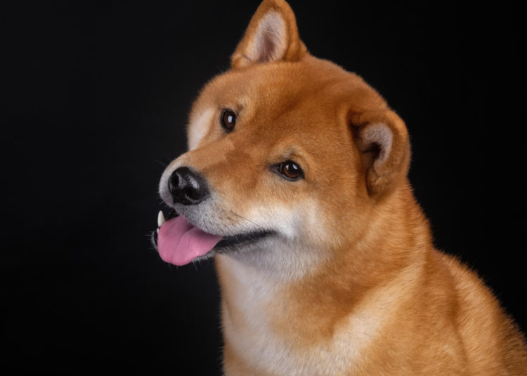 Chainalysis Announces It Will Include Dogecoin Coverage in Its Reports – Bitcoin News