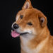 Chainalysis Announces It Will Include Dogecoin Coverage in Its Reports – Bitcoin News