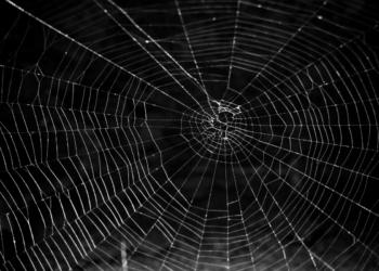 The Ecosystem Facilitators – Crypto Daily™