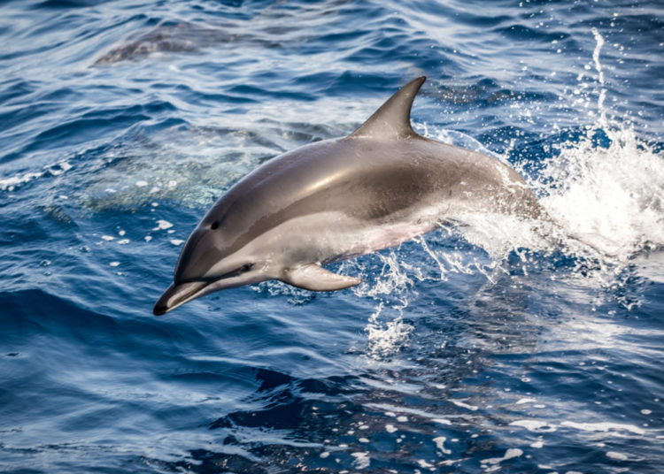 FTX and Entertainment Giant Dolphin to Launch NFT Marketplace – Bitcoin News