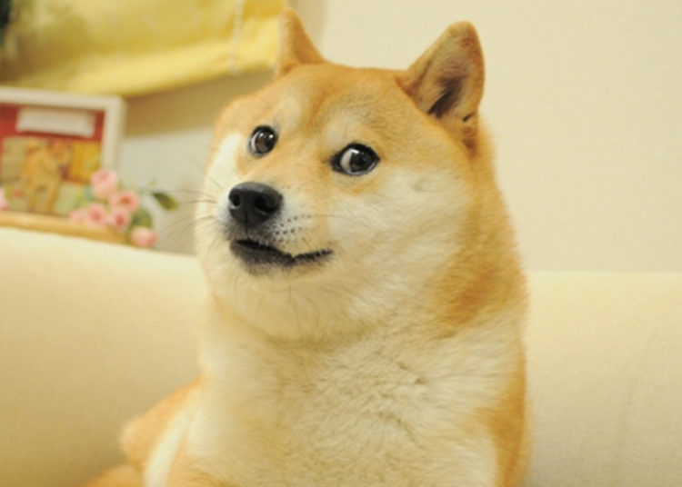 Fractionalizing the Doge NFT, Cryptopunk 543 Gets Chopped and Sold for $1 per Share – News Bitcoin News