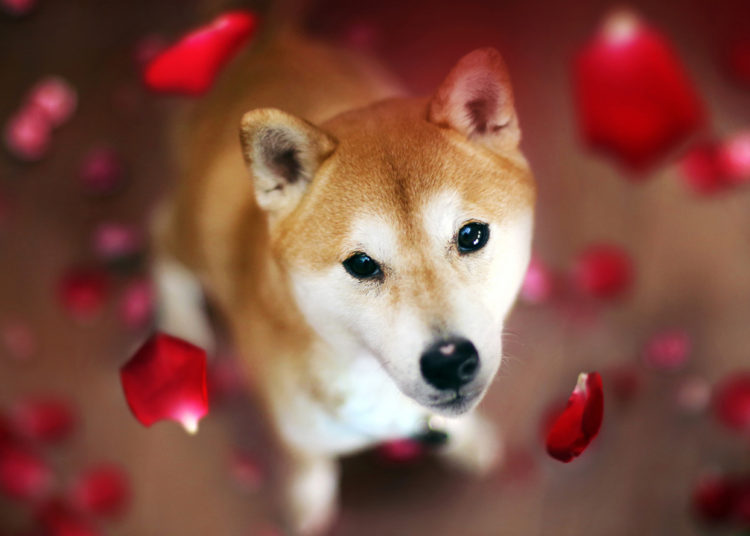 Dogecoin Rival Shiba Inu Spikes in Value While DOGE Prices Flounder, SHIB Jumps 21% in 24 Hours – Market Updates Bitcoin News
