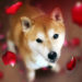 Dogecoin Rival Shiba Inu Spikes in Value While DOGE Prices Flounder, SHIB Jumps 21% in 24 Hours – Market Updates Bitcoin News