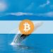 Third-Largest Bitcoin Whale Sold at $56K and Bought Back at $57K a Day Later