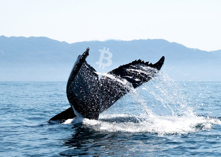 Third largest Bitcoin whale purchases BTC worth $37.5 million
