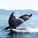 Third largest Bitcoin whale purchases BTC worth $37.5 million
