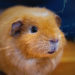The crypto trading hamster who ‘hodls’ Tron, XRP, and Cardano