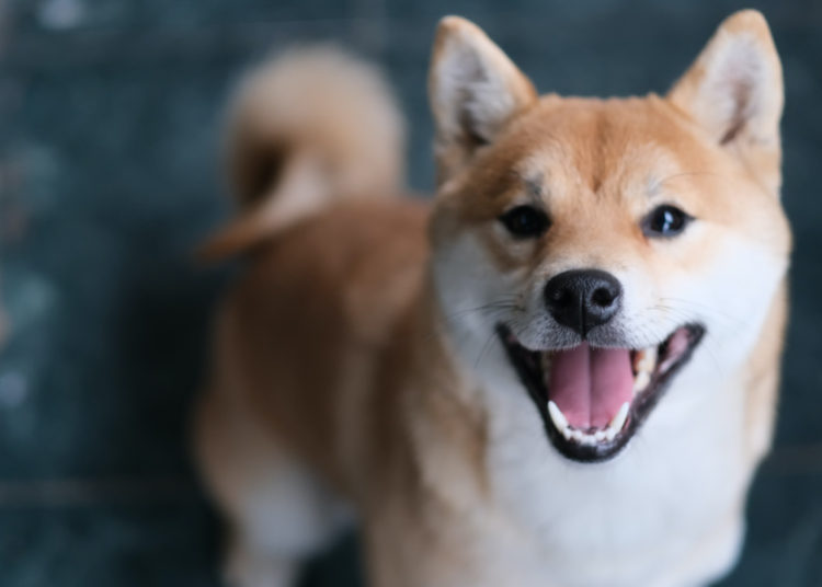 Meme Crypto Shiba Inu Skyrockets — SHIB Climbs 230% in a Week, Whale Buys 6 Trillion Tokens – Markets and Prices Bitcoin News