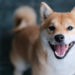 Meme Crypto Shiba Inu Skyrockets — SHIB Climbs 230% in a Week, Whale Buys 6 Trillion Tokens – Markets and Prices Bitcoin News
