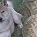 Shiba Inu (SHIB) jumps 7% while Bitcoin, Ethereum trade sideways
