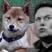 Shiba Inu-inspired crypto coins see price spike following Musk’s latest tweet