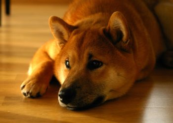 Huge Supply of Shiba Inu Makes it Pointles: Michael Burry