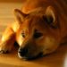 Huge Supply of Shiba Inu Makes it Pointles: Michael Burry
