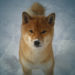 Shiba Inu (SHIB) defies critics with buoyant NFT demand and new all-time high