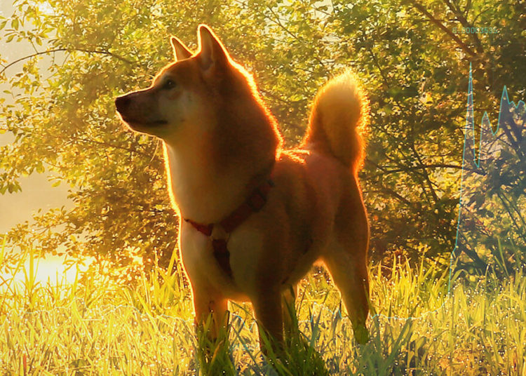 Analysts say these reasons were behind Shiba Inu’s (SHIB) 300% rise last month