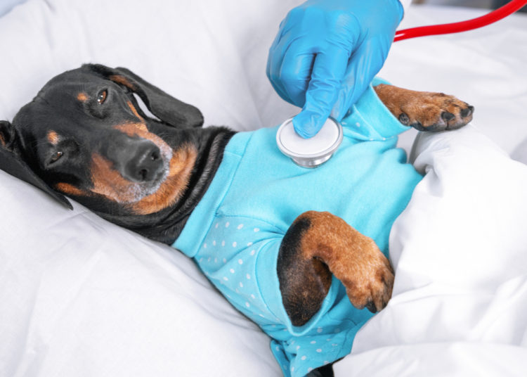 Salvadoran President Nayib Bukele Announces Construction of Vet Hospital With Bitcoin Trust Funds – Bitcoin News