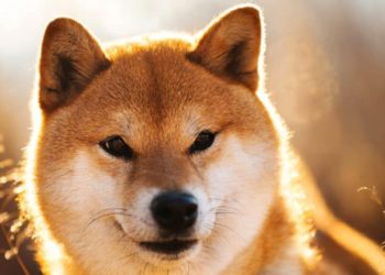SHIB listed on Kraken as whale purchases $1.1m worth of the memecoin