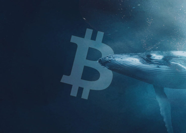 Whales bought 40,000 Bitcoin during the dip this week