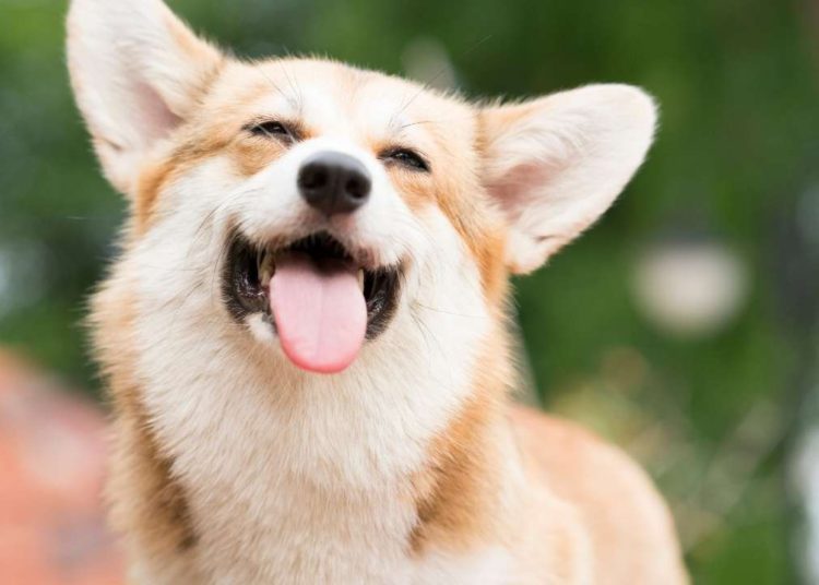 The Most Searched Cryptocurrencies on Google USA During November