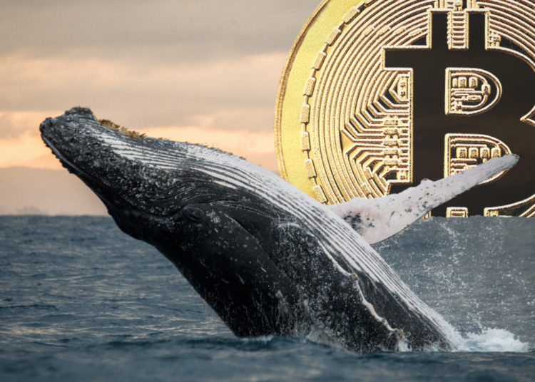 While BTC Skyrocketed to $69K, Whale From 2013 Transfers $147 Million Worth of ‘Sleeping Bitcoins’ – Bitcoin News
