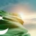 Pakistani Remittance Corridor Gets The RippleNet Advantage