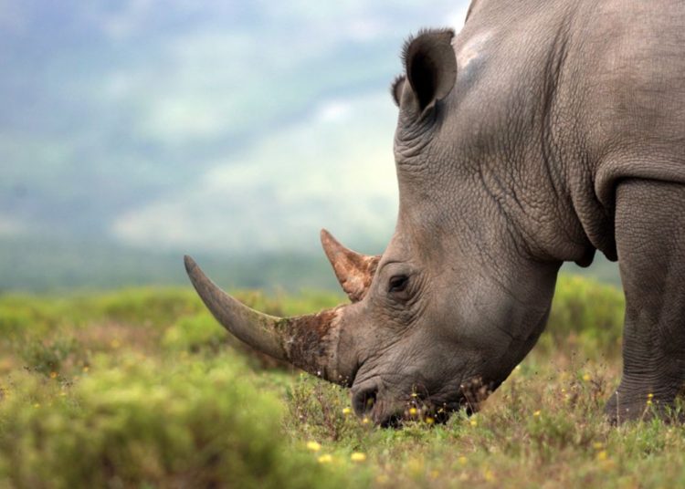 Leading African Conservancy to Raise Funds for Rhinos via Auction of Horn NFTs – News Bitcoin News