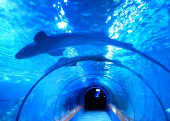 Shark Tank investor Kevin O’Leary says crypto portfolio at almost 10%