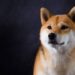 Shiba Inu (SHIB) is the 5th Most Called Smart Contract on Ethereum