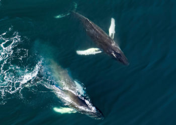 Spending a String of 20,000 BTC — 2 Bitcoin Whale Transactions Move Over $1.2 Billion – Bitcoin News