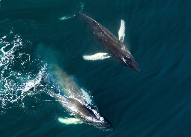 Spending a String of 20,000 BTC — 2 Bitcoin Whale Transactions Move Over $1.2 Billion – Bitcoin News