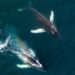 Spending a String of 20,000 BTC — 2 Bitcoin Whale Transactions Move Over $1.2 Billion – Bitcoin News