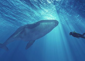 While Speculators Believe Bitcoin’s Third-Largest Wallet Is a Mystery Whale, Onchain Data Suggests It’s an Exchange – Featured Bitcoin News