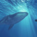 While Speculators Believe Bitcoin’s Third-Largest Wallet Is a Mystery Whale, Onchain Data Suggests It’s an Exchange – Featured Bitcoin News