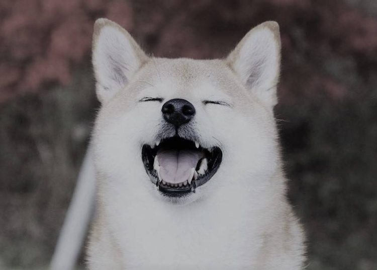 Shiba Inu Whale Adds $136 Million Worth of SHIB in 24 Hours