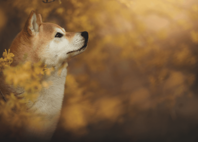 Santa Floki Coin Soared 18,800% In 2 Days Following Tesla’s CEO Tweet