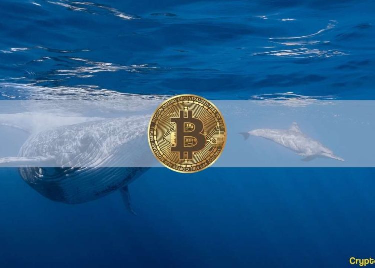 Bitcoin Whale Wealth Control Highlights Currency Centralization: Report