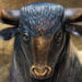 Analyst Expects US to Embrace Crypto With Proper Regulation in 2022 – Sees ‘Refreshed’ Bitcoin Bull Market – Markets and Prices Bitcoin News