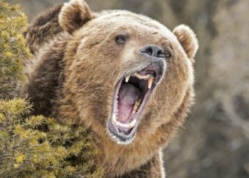 Market Analyst Says ‘Whole Crypto Sphere Is in a Bear Market’ as Prices Continue to Slide Lower – Market Updates Bitcoin News
