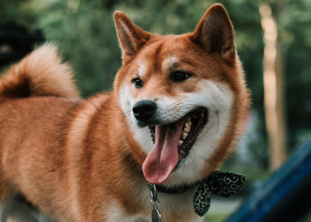 Shiba Inu makes a comeback, but are meme coins sustainable long term?