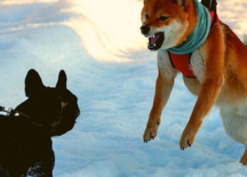 Shiba Inu Soap Opera: War Of Word Erupts Between Prominent Accounts