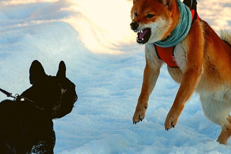 Shiba Inu Soap Opera: War Of Word Erupts Between Prominent Accounts