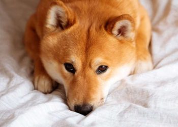 Shiba Inu (SHIB) Hits a 2-Month Low as Hype Dissolves