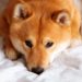 Shiba Inu (SHIB) Hits a 2-Month Low as Hype Dissolves