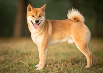Shiba Inu Team Clarifies the Situation With CoinMarketCap