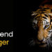 The Legend of The Tiger: Why Tiger Conservation Is Critical