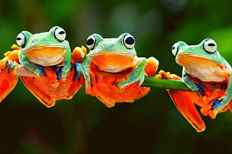 Wonderland DeFi Is Shutting Down