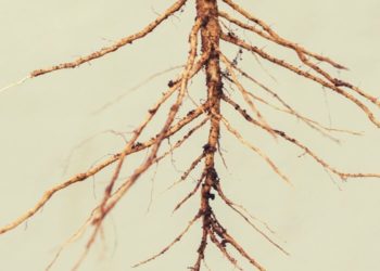 Taproot Brings New Technology And Functionality To The Liquid Network And Bitcoin