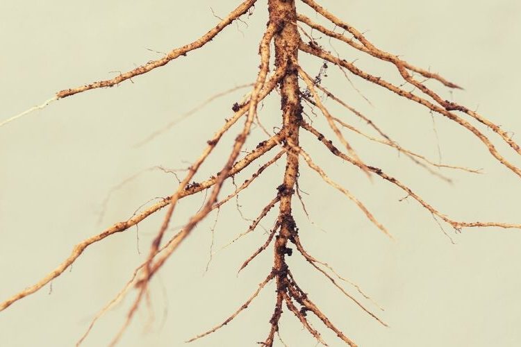 Taproot Brings New Technology And Functionality To The Liquid Network And Bitcoin