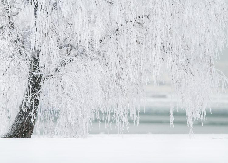 Is crypto winter here? Bitcoin hits 6-month low at $35K, SHIB sheds 25%